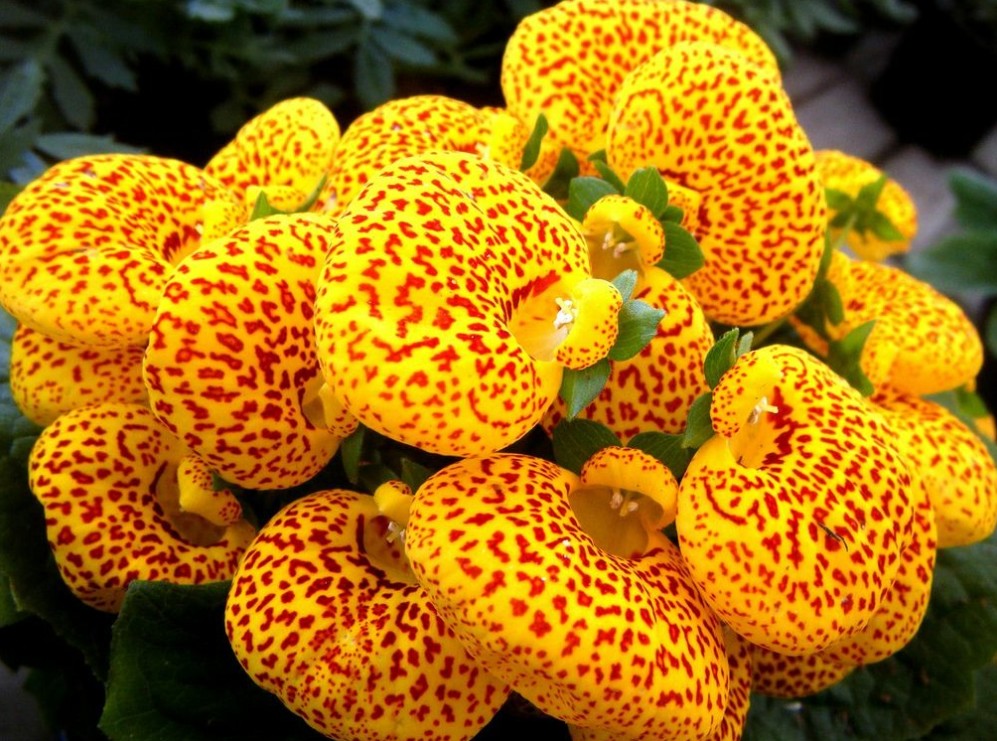 Комнатная кальцеолярия